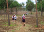 KSR 2012 crossing pin forest